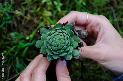 A graceful touch: a succulent cradled in the elegant hands of a woman.