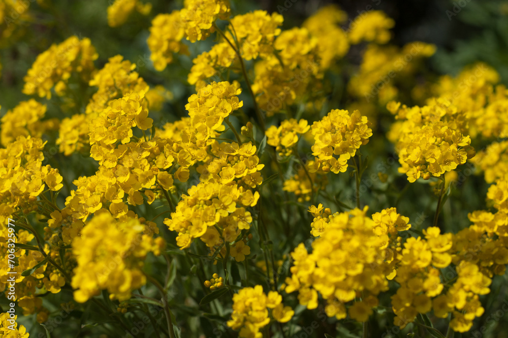 Closeup of flowers of Aurinia saxatilis in spring. Common names are basket of gold, goldentuft alyssum, golden alyssum, golden alison, gold-dust, golden-tuft alyssum, golden-tuft madwort, rock madwort Closeup of flowers of Aurinia saxatilis in spring. Common names are basket of gold, goldentuft alyssum, golden alyssum, golden alison, gold-dust, golden-tuft alyssum, golden-tuft madwort, rock madwort