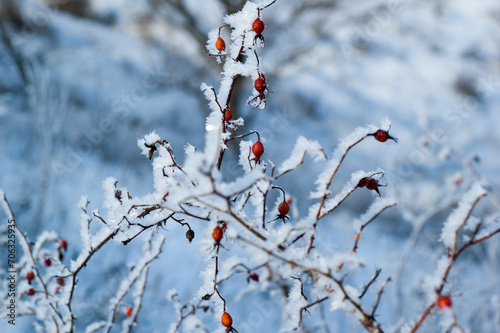 The shrub of rosa dumalis (glaucous dog rose, rose hip) covered with hoarfrost in winter