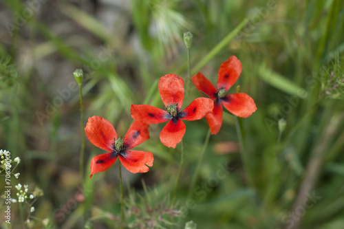 Spring's Scarlet Symphony: Close-Up of the Beautiful Red Flower of Roemeria argemone, Commonly Known as Long Pricklyhead Poppy, Adorning the Wildflower Landscape.