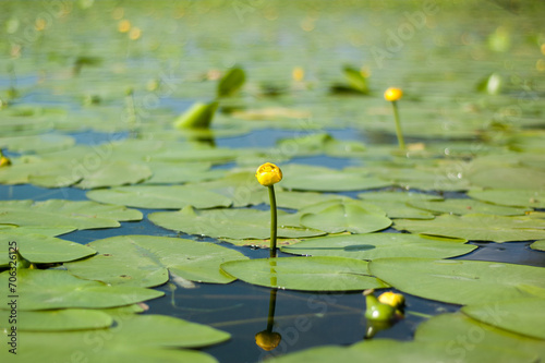 Beautiful blooming yellow water-lily in a pond. photo