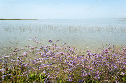 Coastal Beauty: Sea Lavender (Limonium narbonense) Thriving on the Coastal Prairie photo