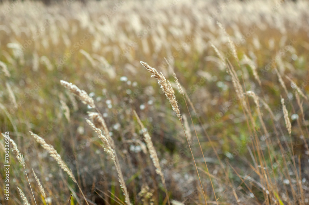 Fototapeta premium Sunlit Beauty: Wood Small-Reed or Bushgrass Radiating Warmth in the Glow of the Sun.