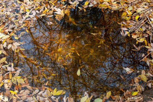 Autumn's Palette Unveiled: Yellow Leaves Adorn the Water Surface and Submerge Underwater in a Tranquil Symphony of Nature's Beauty
