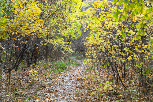 Enchanting Autumn Stroll: A Trail Through the Vibrant Forest.