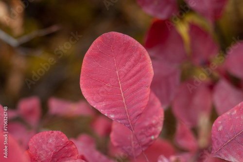 Vibrant Autumn Canopy: Red Leaves of Cotinus in the Grace Smokebush Forest photo