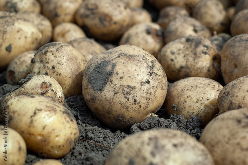 Homegrown Bounty: Top-View of Fresh Organic Potatoes in the Home Garden