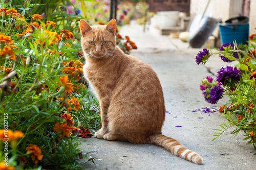 A pretty orange tabby cat sits near flowers and looks at the camera outdoor