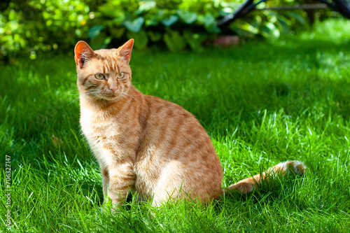 Orange cat sits on a green lawn. Close up portrait