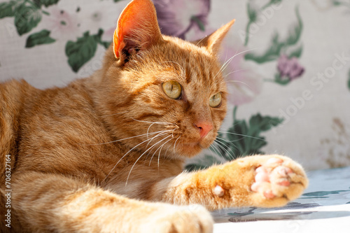 Domestic orange cat lies on a bed and looks away with interest. Close-up portrait