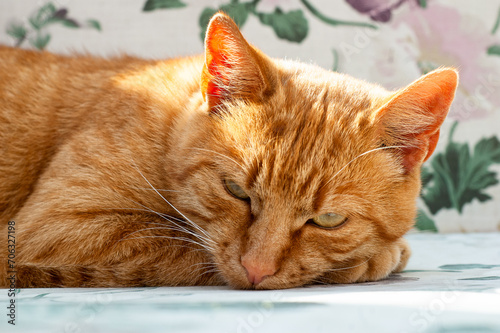 Domestic orange cat lies on a carpet and looks at the camera. Close-up portrait