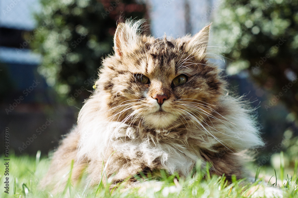 Gray fluffy cat lies on the green grass of the lawn. Close-up portrait.