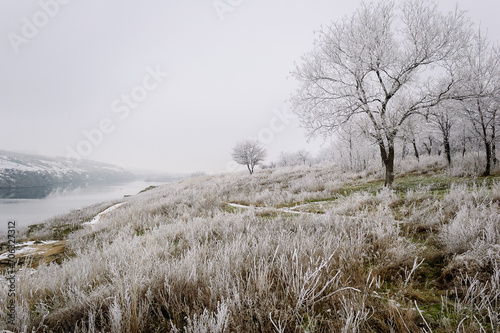 Frosty Morning Solitude: A Winter Landscape Featuring a Lone Tree and Hoarfrost-Covered Grass in the Enveloping Fog