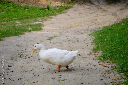 White duck are walking on the ground