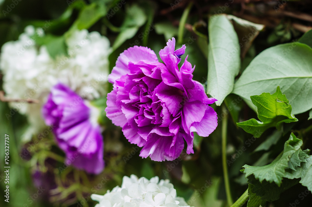 Beautiful purple tree peonies close up Beautiful purple tree peonies close up