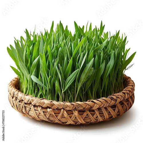 Novruz Traditional Tray Green Wheat Grass, White Background, Illustrations Images