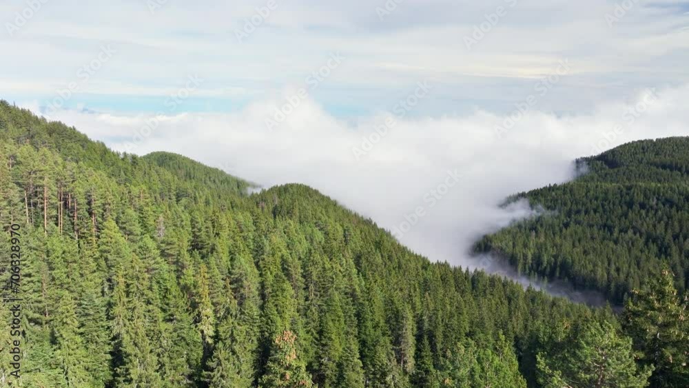 Drone flies up over a dense forest of evergreen trees stretching over rolling hills, partially enveloped by a blanket of low-hanging clouds under a cloudy sky Drone flies up over a dense forest of evergreen trees stretching over rolling hills, partially enveloped by a blanket of low-hanging clouds under a cloudy sky