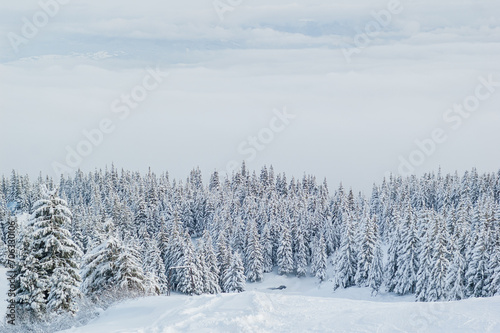 Wonderful landscape of winter Carpathian Mountains, Ukraine. Dense woods covered with pure snow. Panoramic mountain view on a dense blanket of milk clouds. © Volodymyr