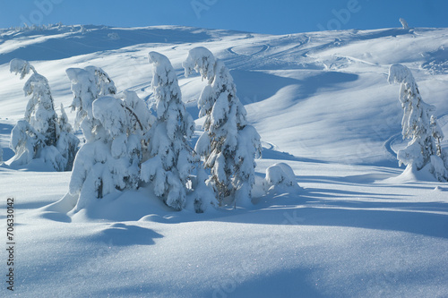 snow covered coniferous trees growing on a slope in the Carpathian Mountains. Beautiful winter landscape on a sunny day. photo