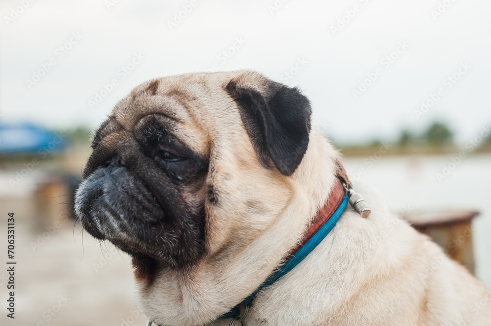 Pug looking away. Close up portrait of thoughtful doggy