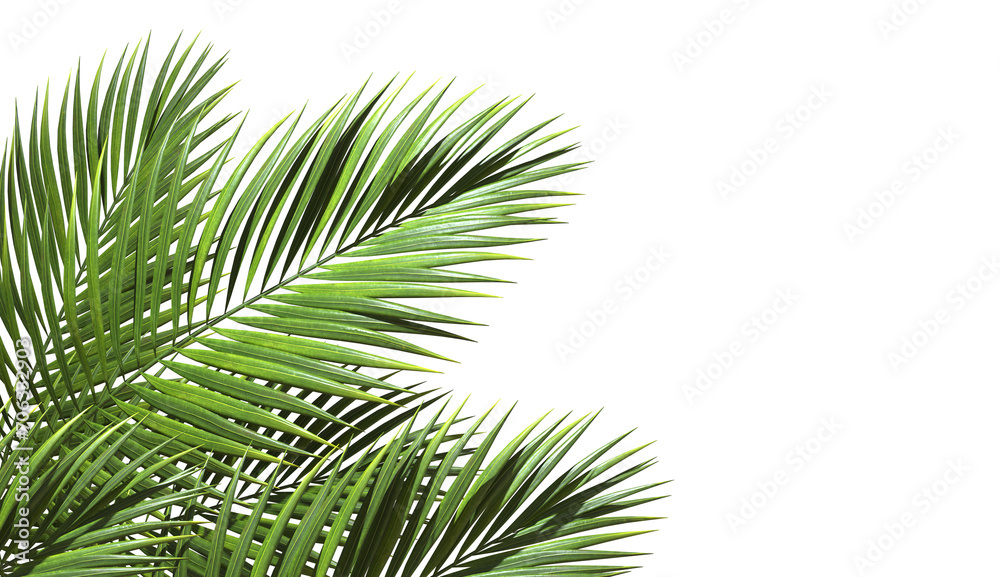 Realistic palm leaves shrubs corner on transparent backgrounds 3d rendering png - obrazy, fototapety, plakaty 