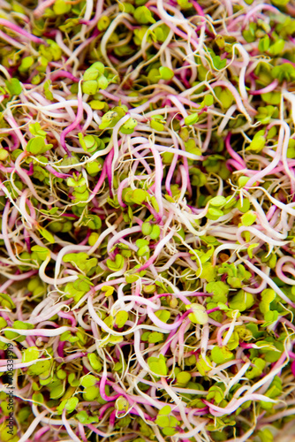 Close up of Sango Radish Sprouts
 photo