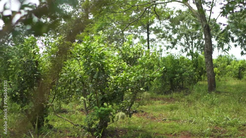 Green forest covered with the yerba mate trees. Environment technology climate change green station sustainable green forest biodiversity
Green forest covered with the yerba mate trees. Environment technology climate change green station sustainable green forest biodiversity