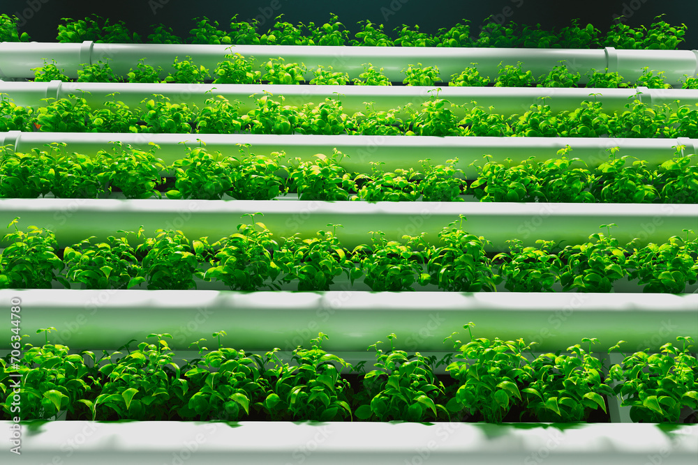 Sustainable Indoor Hydroponic Basil Cultivation Under LED Lighting