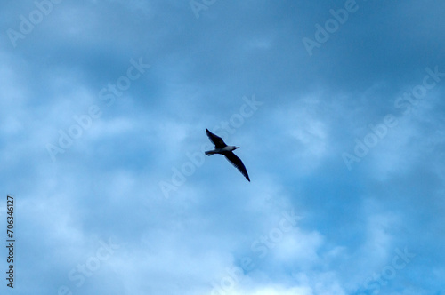Seagull flying and gliding