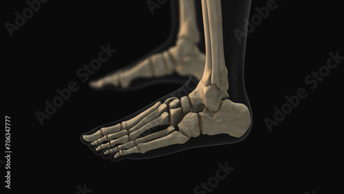 Medical animation of the talus bone pain photo