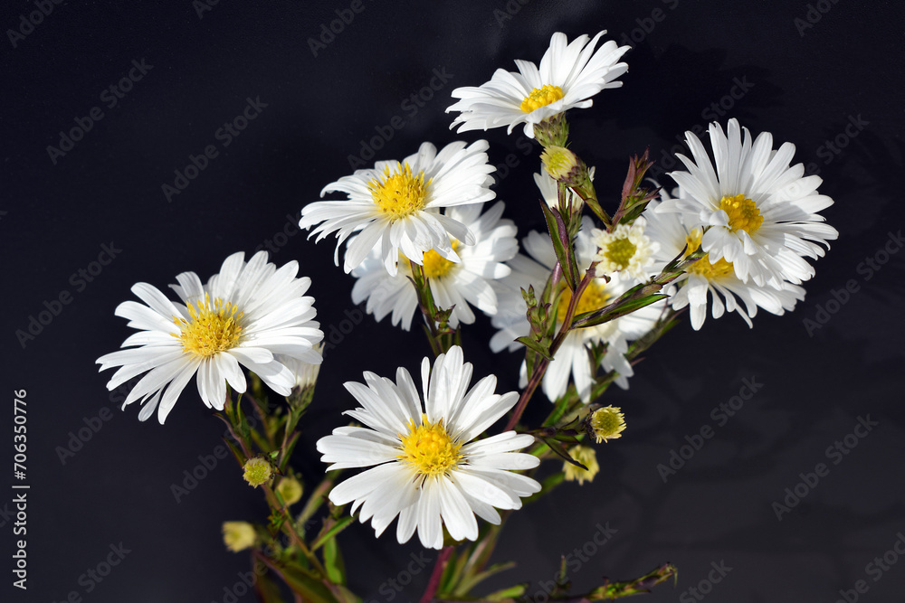 Obraz premium Blooming autumn aster of white color, black background