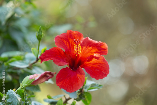 Close up beautiful red hibiscus flower in bloom
