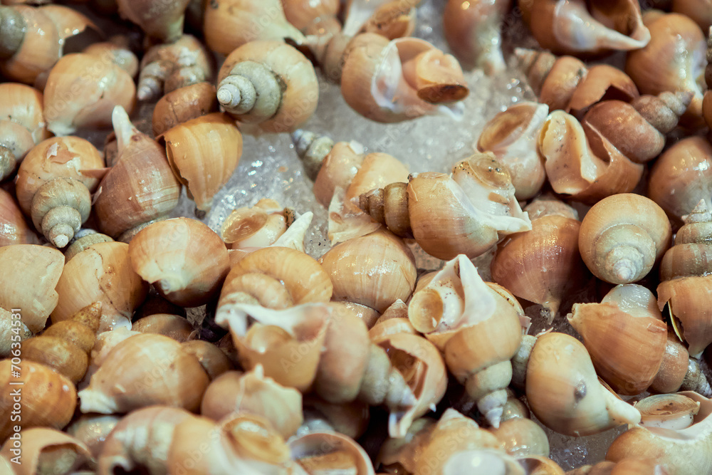 Close up whelk shellfish on ice
Close up whelk shellfish on ice