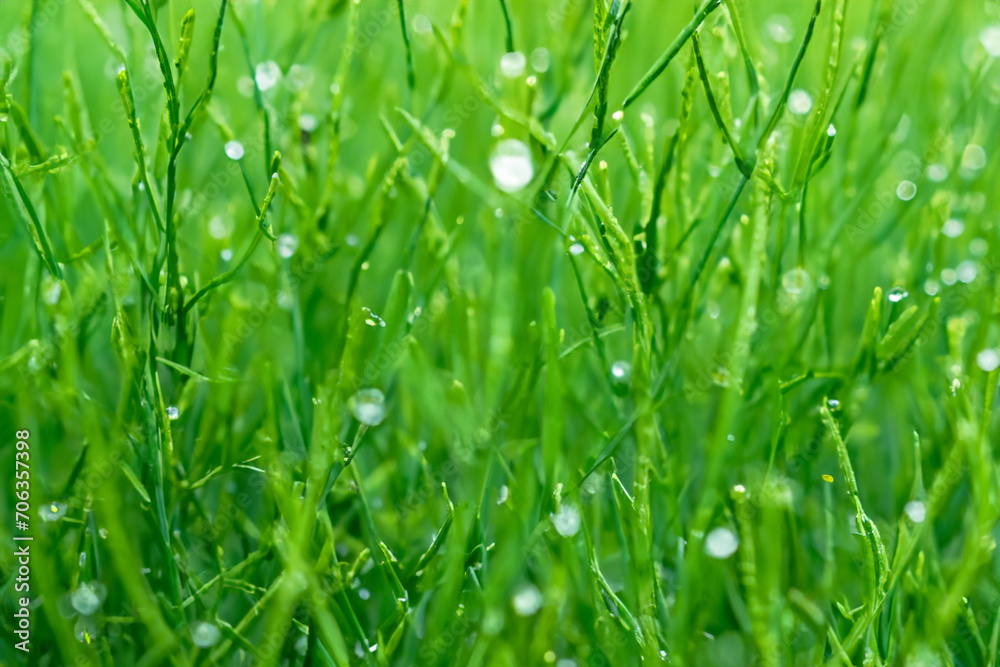 Close up of green grass with water droplets, abstract nature spring  background