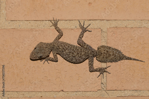 Closeup view of a southern leaf-tailed gecko (also known as a broad-tailed gecko)