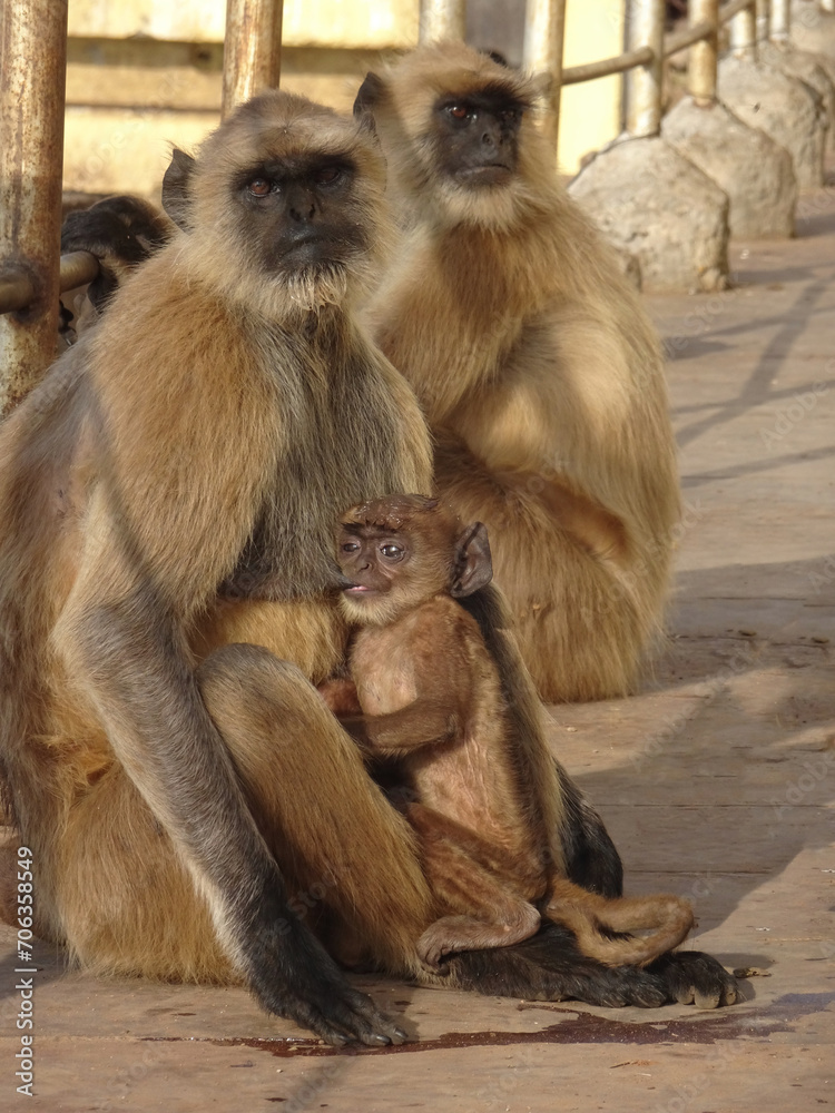 Madre mono mamiferos sentada amamantando a bebé mono en india sin gente. Tres monos langur en la naturaleza con vida silvestre.