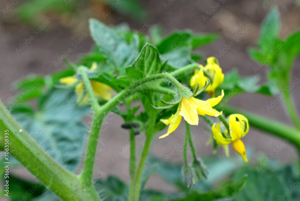 blooming tomato seedling with yellow flowers close up blooming tomato seedling with yellow flowers close up