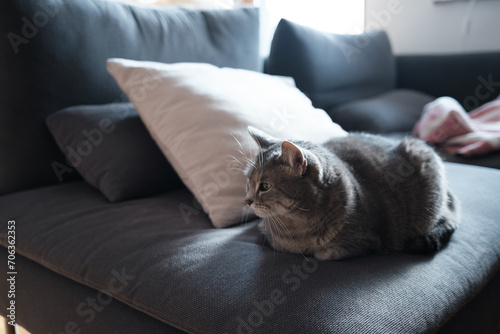 Fototapeta Naklejka Na Ścianę i Meble -  Grey Cat on a sofa at night