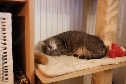 Grey Cat sleeping 