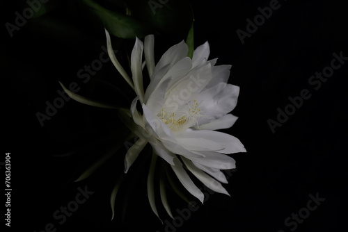 The beauty of the Dutchman's pipe flower which is in full bloom at night. This flower, which is called the queen of the night because it always blooms at night, has the scientific name Epiphyllum oxy photo