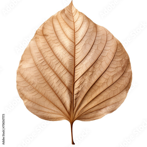 photography of a dried leaf isolated on a transparent background created with Generative Ai