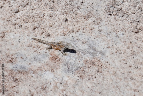 Fabians Lizard (Liolaemus Fabiani) on salt flats at Los Flamencos National Reserve, Chile. photo