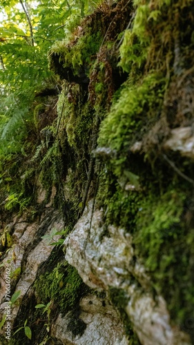 Detailed close-up shot of a moss-covered rock amidst a lush forest