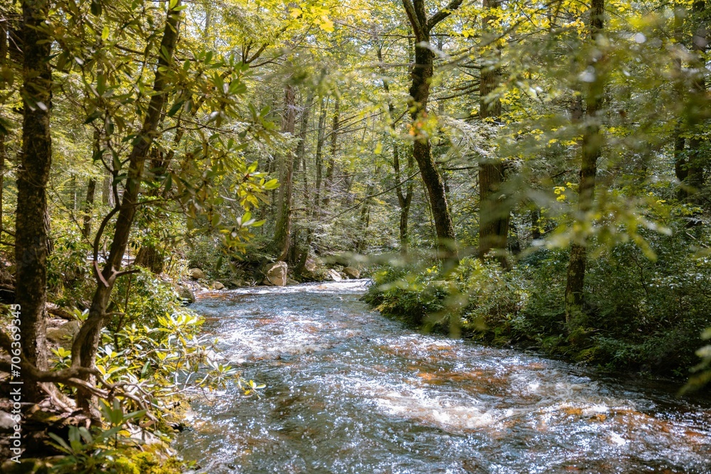 River meandering through a lush green forest filled with tall trees and crystal-clear water River meandering through a lush green forest filled with tall trees and crystal-clear water