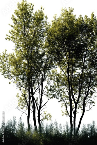 A picture of a couple of trees standing in the grass. Suitable for nature and landscape themes