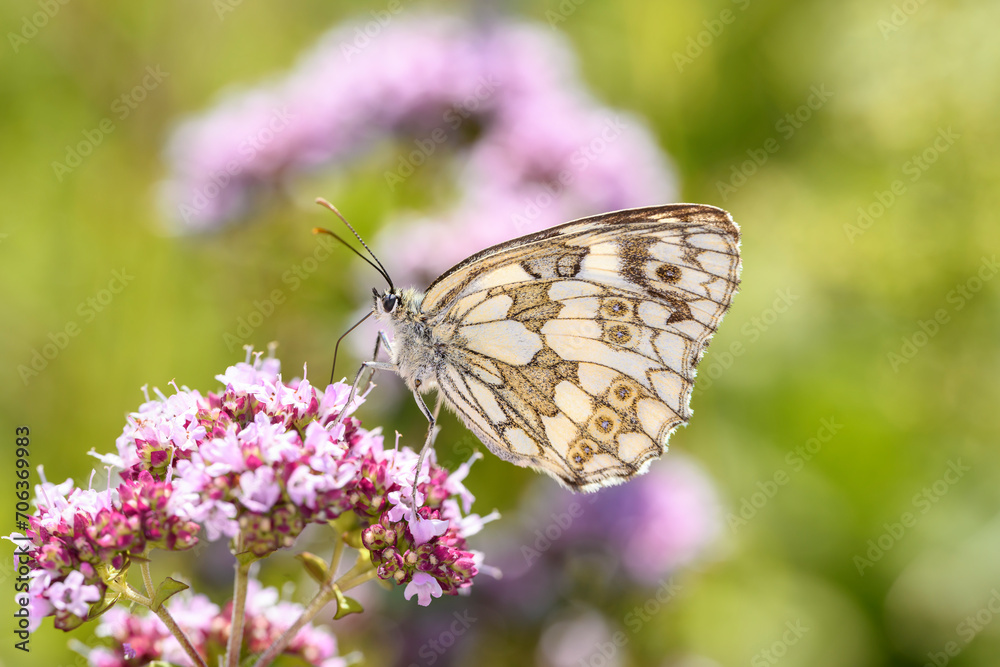 The marbled white - Melanargia galathea resting on Origanum vulgare The marbled white - Melanargia galathea resting on Origanum vulgare