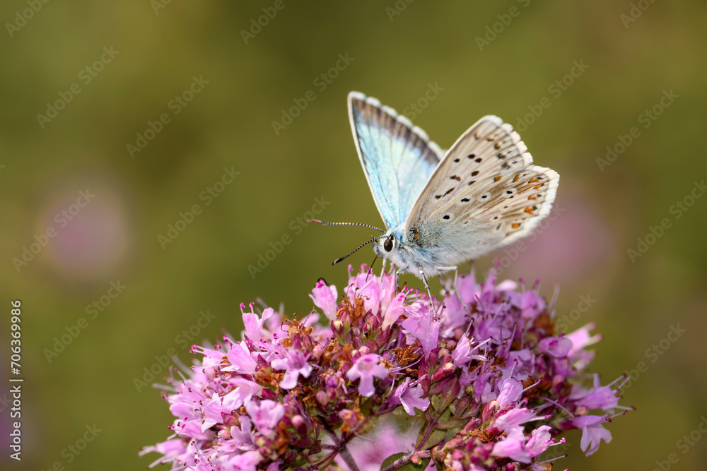 The chalkhill blue - Lysandra coridon - resting on Origanum vulgare The chalkhill blue - Lysandra coridon - resting on Origanum vulgare