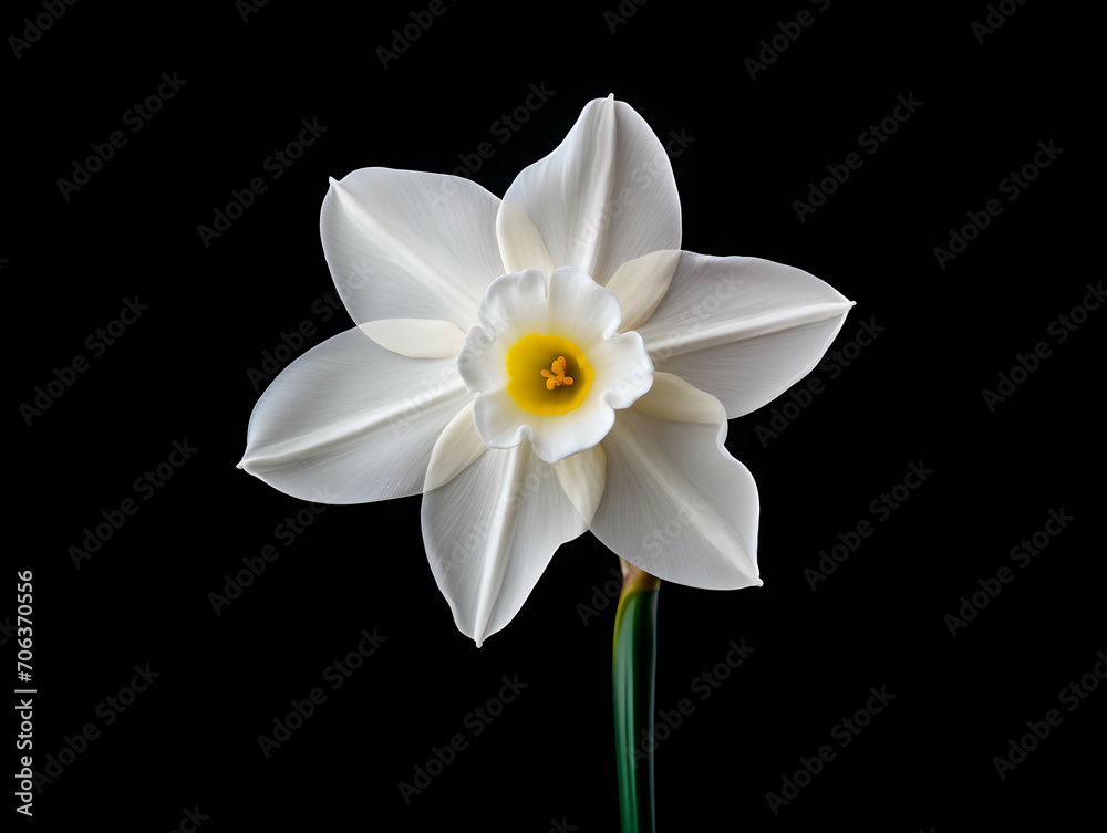 Narcissus flower in studio background, single Narcissus flower, Beautiful flower images Narcissus flower in studio background, single Narcissus flower, Beautiful flower images