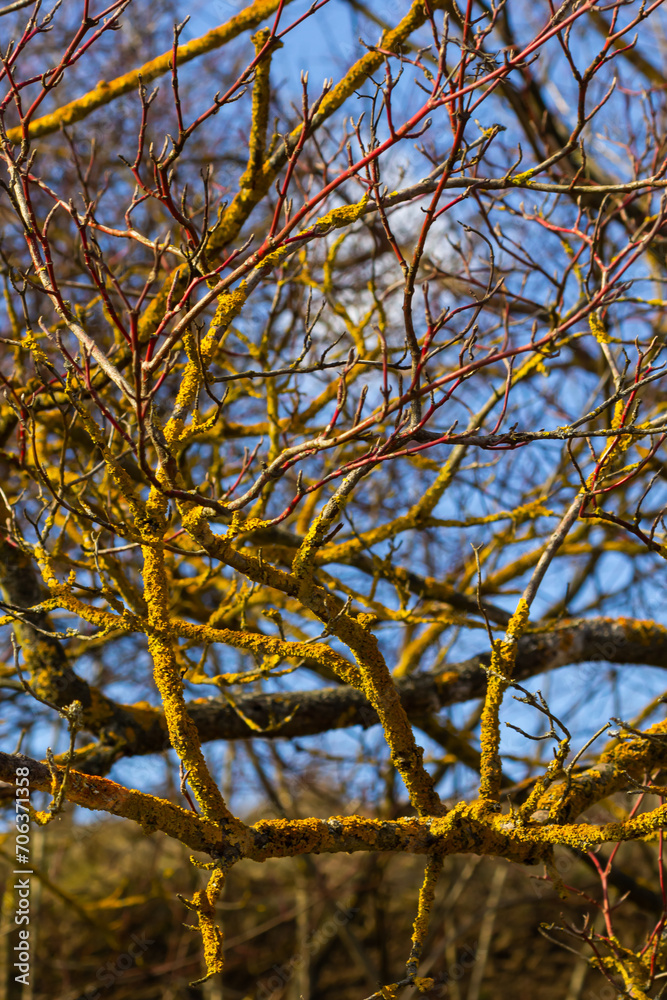 Xanthoria parietina common orange lichen, yellow scale, maritime sunburst lichen and shore lichen on the bark of tree branch. Thin dry branch with orange lichen, close-up, on blurred background Xanthoria parietina common orange lichen, yellow scale, maritime sunburst lichen and shore lichen on the bark of tree branch. Thin dry branch with orange lichen, close-up, on blurred background