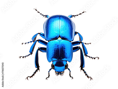 a close up of a blue bug